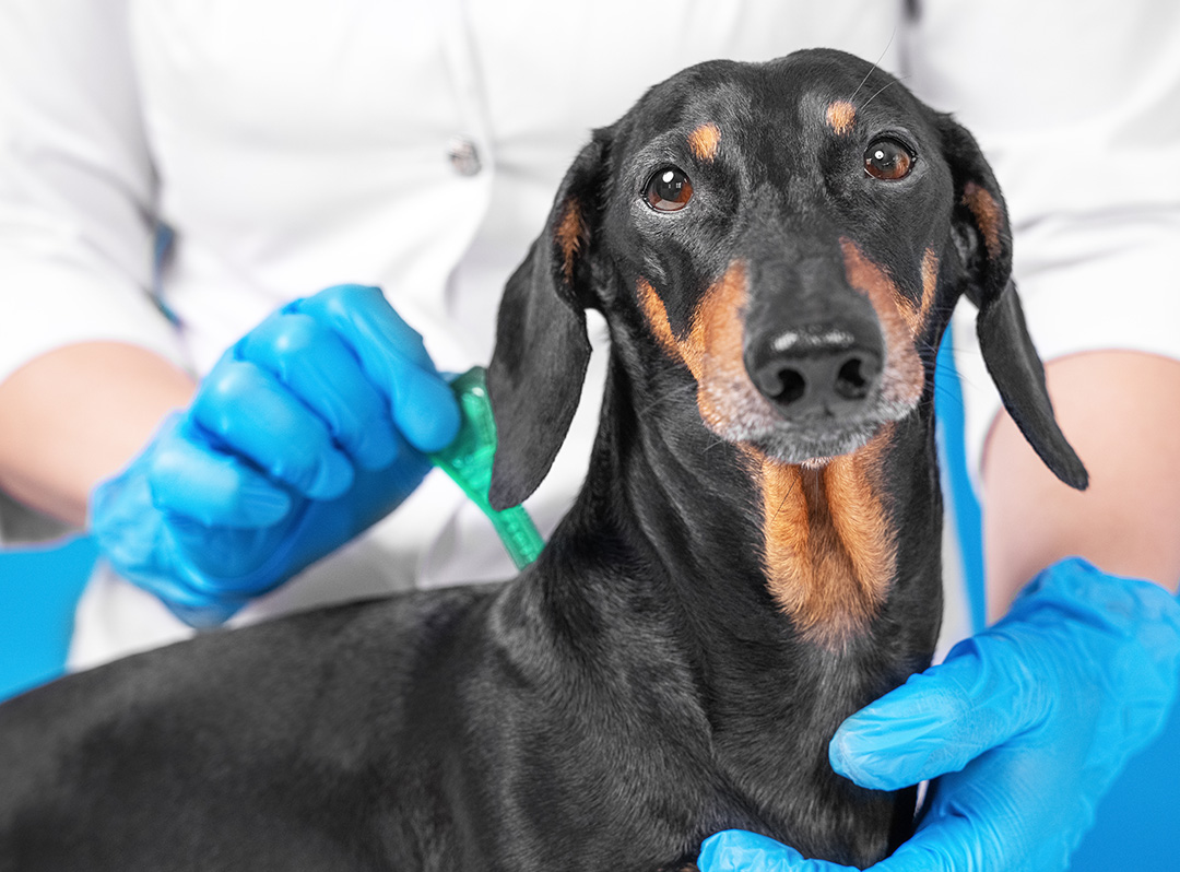 7 Facts Dog Owners Should Know About Heartworm Disease | College Road  Animal Hospital in Wilmington, NC
