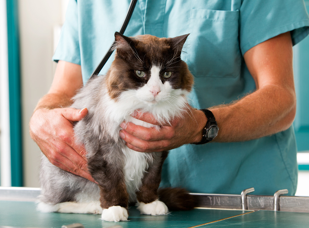 Is Owning a Cat Good for Your Health?